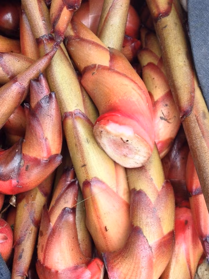 Ít ai biết, bên cạnh quả thảo quả trưởng thành, mầm thảo quả - phần chồi non mới nhú của cây cũng là đặc sản vùng cao được nhiều người săn đón. Ảnh: Facebook