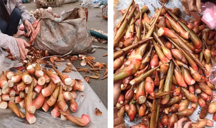 Mầm thảo quả hiện được thu hái thủ công với quy mô nhỏ, chủ yếu phục vụ gia đình vùng cao hoặc một vài quán ăn chuyên món đặc sản Tây Bắc. Ảnh: Internet