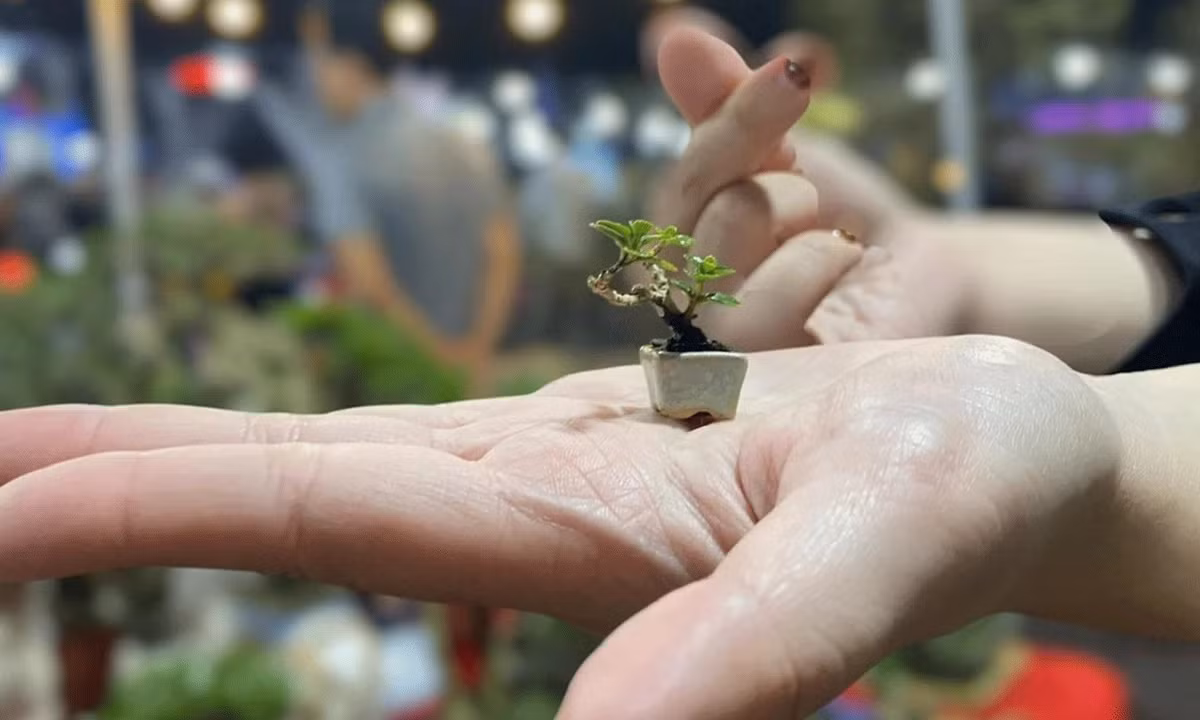 Để chăm sóc những chậu bonsai mini và siêu mini, ngoài sự kiên trì, lòng đam mê, việc học hỏi thêm cách chăm sóc cũng rất quan trọng. Ảnh: Dân Việt