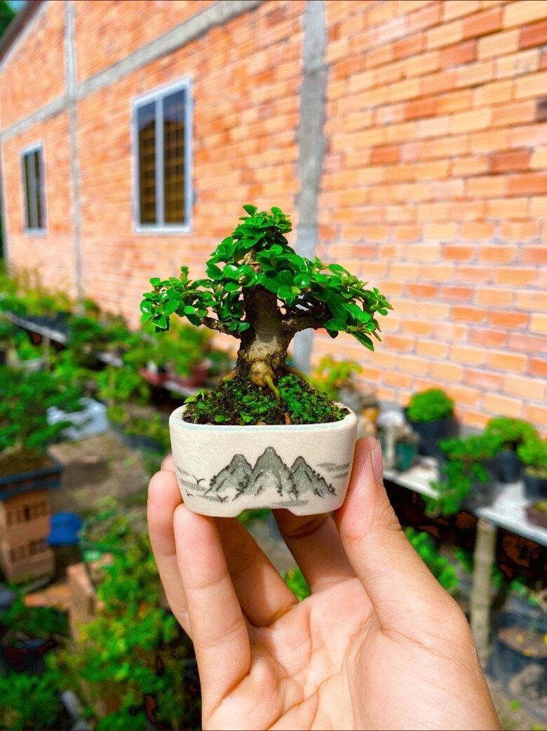 Mỗi tác phẩm bonsai mini giá từ vài trăm nghìn đến vài triệu đồng, tùy loại. Ảnh: Facebook
