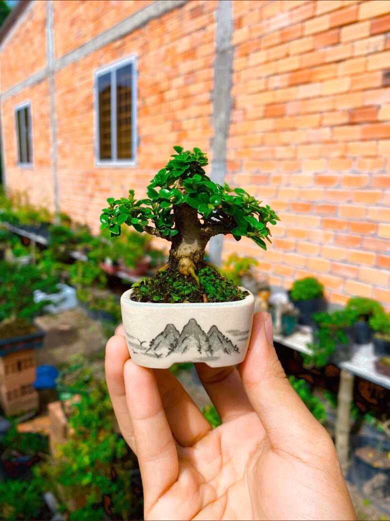 Mỗi tác phẩm bonsai mini giá từ vài trăm nghìn đến vài triệu đồng, tùy loại. Ảnh: Facebook