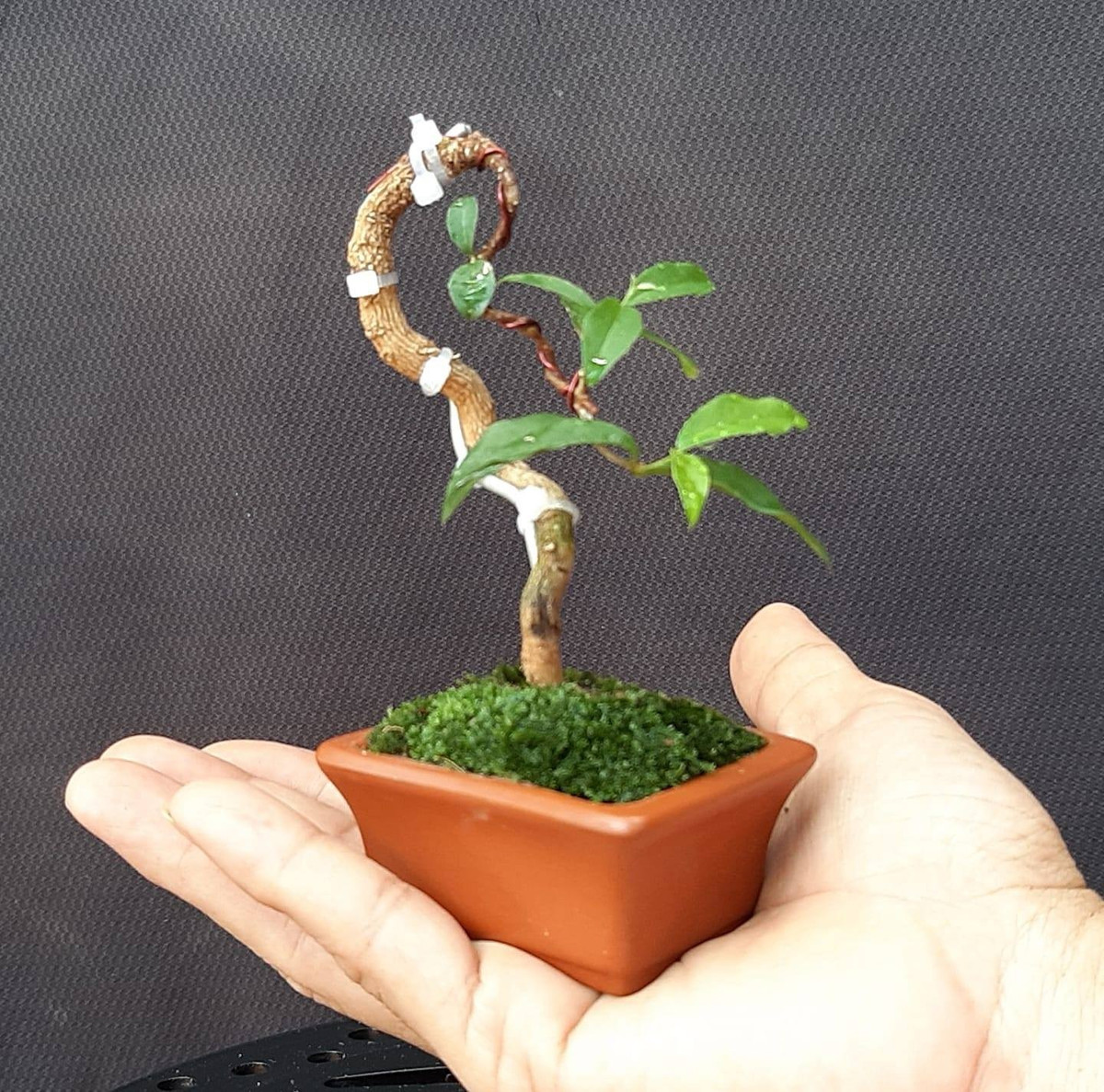 Cây đâm chồi mạnh là phải cắt đọt, hạn chế tối đa phát triển chiều cao. Ảnh: Facebook