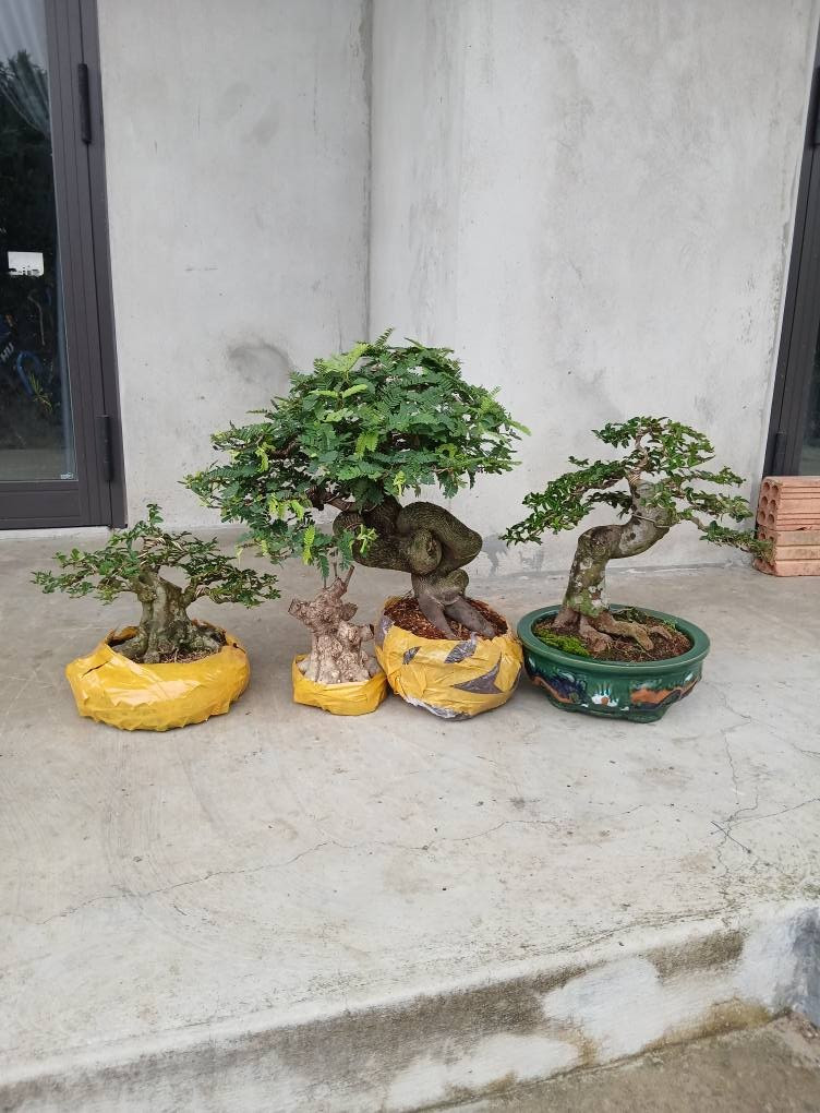 Tuy cây nhỏ nhưng vẫn có nhiều dáng độc đáo. Ảnh: Facebook