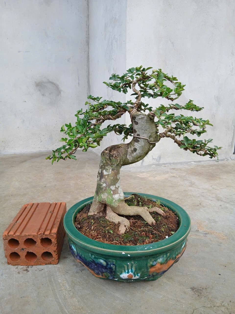 Để có được thân cây bonsai tí hon, người trồng phải tìm cách cho cây không cho sinh trưởng theo tự nhiên. Ảnh: Facebook