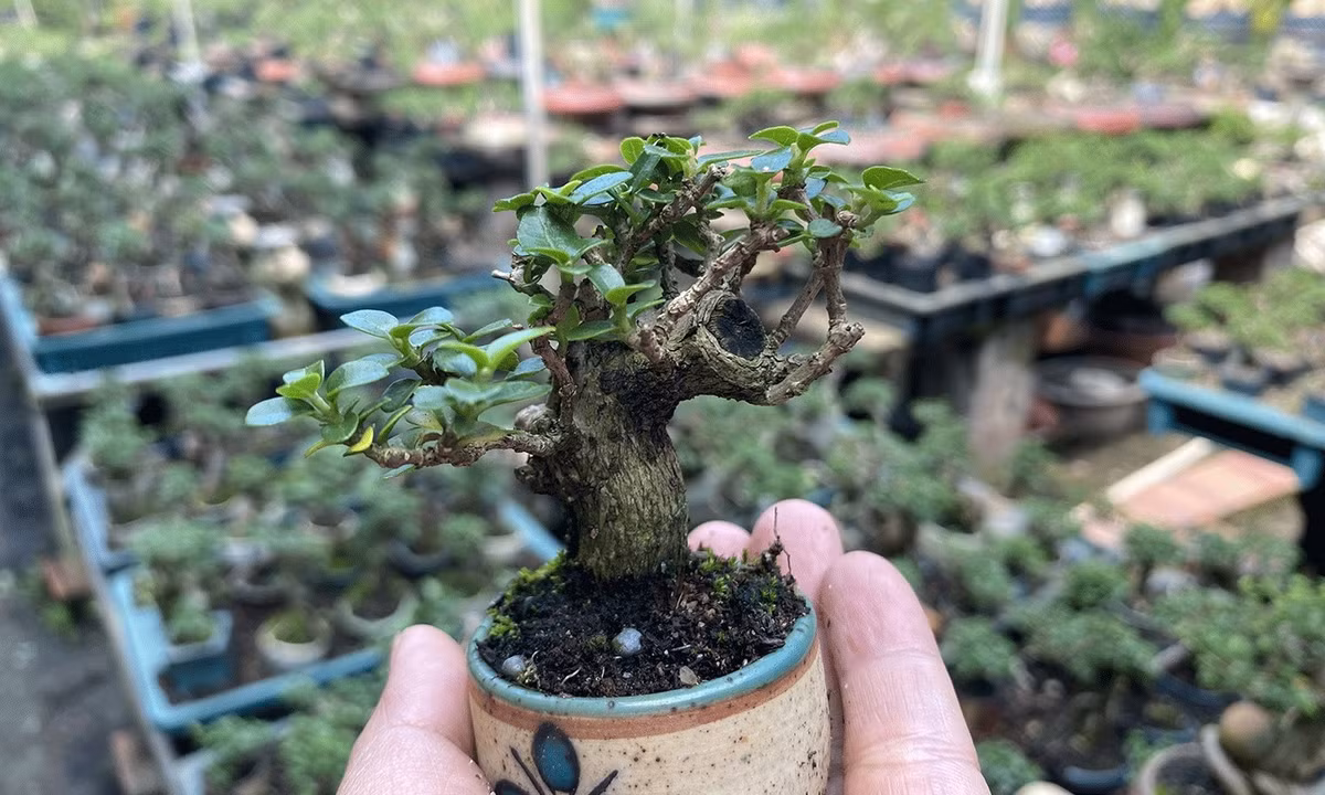 Nhiều giống cây dại mộc mạc được các nghệ nhân chăm chút, tạo hình để biến thành những tác phẩm nhỏ nhắn nhưng giàu giá trị thẩm mỹ và kinh tế. Ảnh: Tapchihuongsac