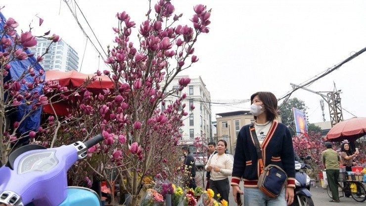 Giá hoa mộc lan khá đa dạng, dao động từ vài chục nghìn đến vài trăm nghìn, thậm chí vài triệu đồng mỗi cành, tùy kích cỡ, số lượng nụ và thế cây. Ảnh: VOV