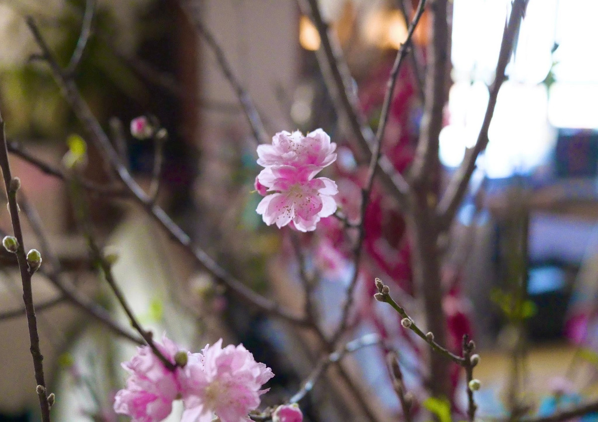 Cánh hoa xòe rộng, xù xì như một sự phá cách đầy chủ ý trong cách bài trí không gian Tết của cháu trai gia gia tộc giàu nhất nhì Việt Nam. Ảnh: FB Lý Quí Khánh