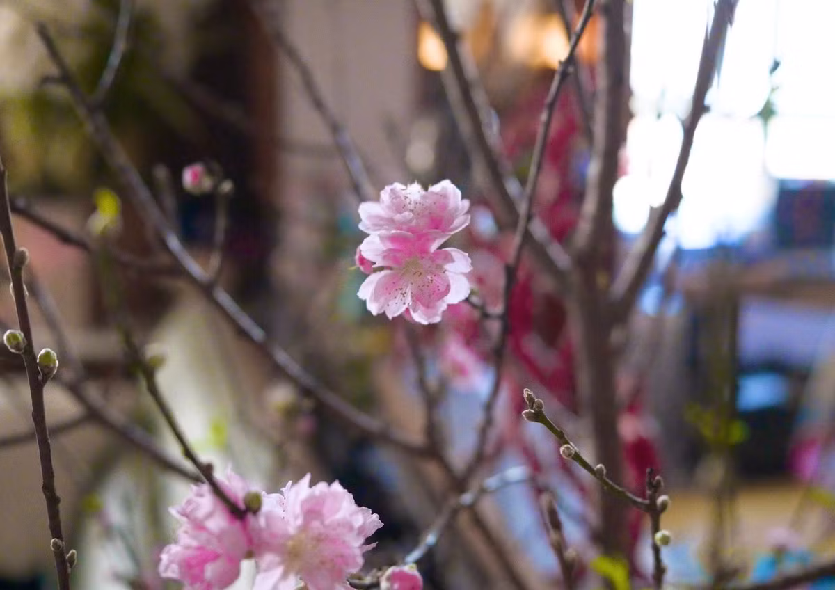 Cánh hoa xòe rộng, xù xì như một sự phá cách đầy chủ ý trong cách bài trí không gian Tết của cháu trai gia gia tộc giàu nhất nhì Việt Nam. Ảnh: FB Lý Quí Khánh