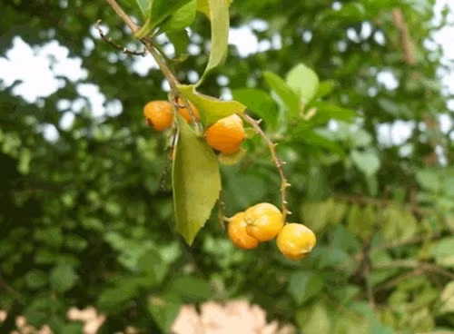 Loài cây này tượng trưng cho sự tích lũy tiền bạc và sự gia tăng của cải trong nhà. Ảnh: Internet