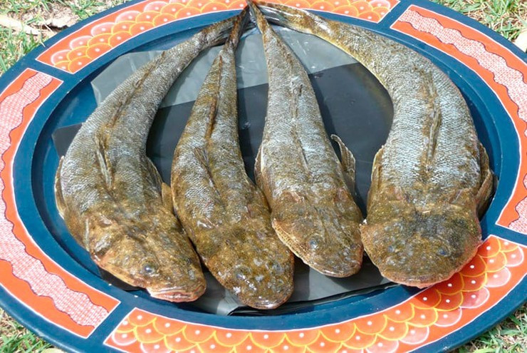 Chính hương vị độc đáo, thơm ngon, cá chai từ chỗ chỉ là món ăn dân dã đã trở thành đặc sản đắt đỏ. Ảnh: Người lao động