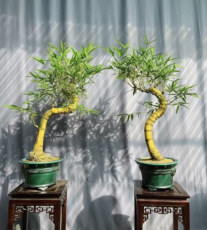 Cây tre còn được cho là điểm lảnh trong phong thuỷ, giúp hút tài lộc, xua đuổi tà khí. Ảnh: TretrucVN