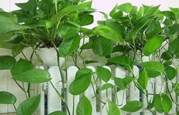 Trầu bà leo không đứng im một chỗ mà liên tục lan tỏa, bò theo lan can, tường. Ảnh: Internet