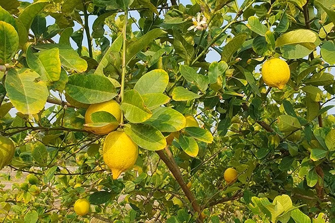 Chanh vàng có lá xanh quanh năm, quả vàng nổi bật, vừa có giá trị thẩm mỹ vừa sử dụng được trong đời sống. Ảnh: Chanhviet
