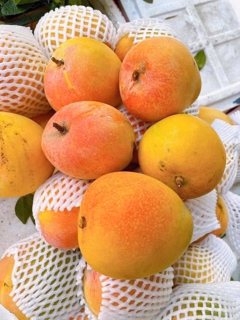 Xoài Úc có đặc điểm quả to, tròn, khi chín có thể đạt trọng lượng hơn một kg, hạt nhỏ, thịt chắc, mùi thơm đặc trưng. Ảnh: Facebook