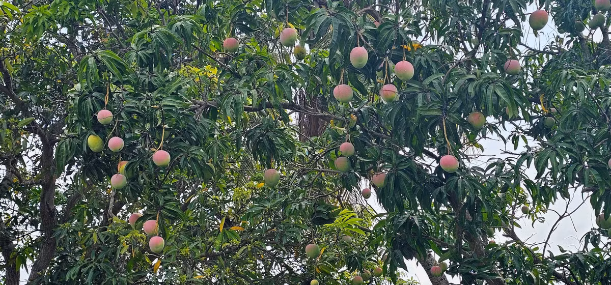 Xoài Úc du nhập vào Việt Nam năm 2003, trồng nhiều ở huyện Cam Lâm (Khánh Hòa). Ảnh: Facebook