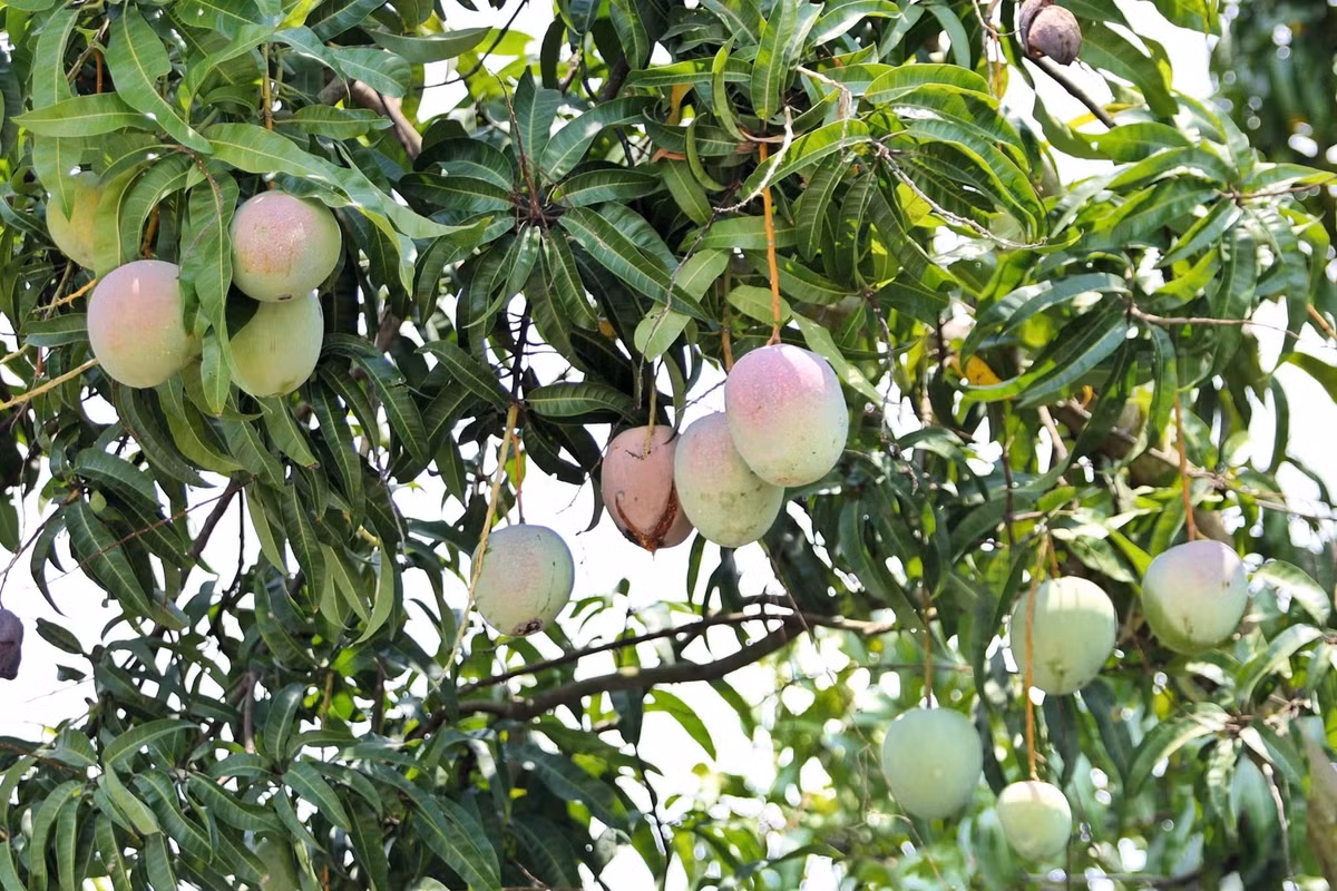 Theo một số thương lái, xoài Úc tiêu thụ mạnh tại Trung Quốc, nhưng gần đây phía đối tác không thu mua nên không thể xuất khẩu. Ảnh: Khánh Hòa News