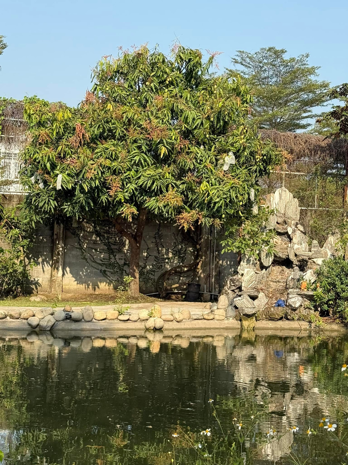 Đây là nơi Mỹ Tâm thường lui về nghỉ ngơi, trồng trọt và tái tạo năng lượng sau các hoạt động nghệ thuật. Ảnh: FB My Tam