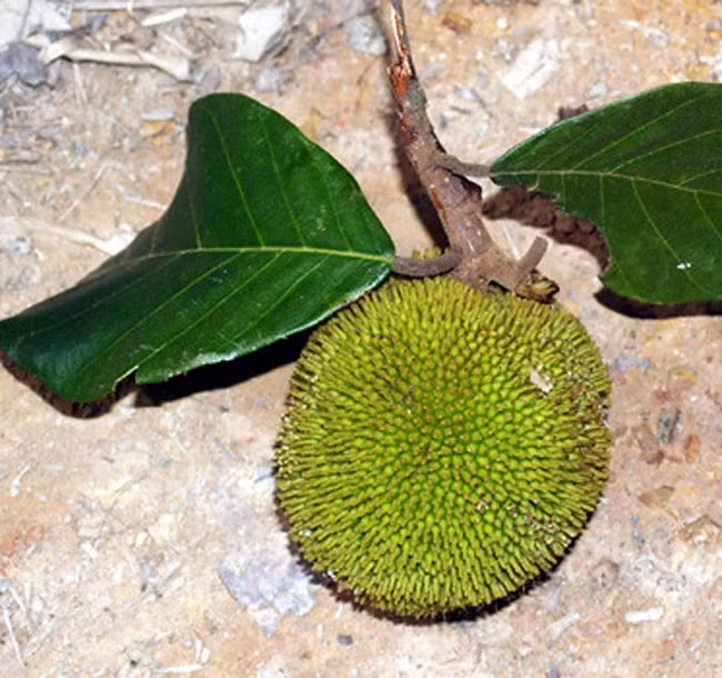 Trước kia, mỗi khi đến mùa (từ tháng 4 trở đi), mít nài rụng đầy gốc, người đi rừng thấy nhặt về ăn, còn hạt để rang chứ không bán. Ảnh: Facebook