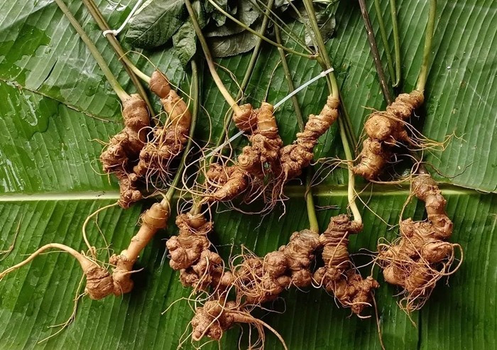Sâm Lai Châu là một trong những loài dược liệu đặc hữu tại tỉnh Lai Châu. Theo ông Bùi Huy Phương, Giám đốc Sở Nông nghiệp và Môi trường tỉnh Lai Châu, sâm Lai Châu hiện có giá bình quân từ 150 - 300 triệu đồng/kg củ tươi. Ảnh: Báo NNMT