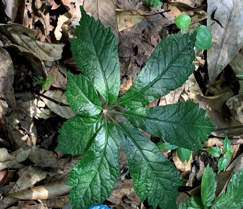 Lá, nụ hoa sâm Lai Châu dùng làm trà uống có tác dụng kích thích tiêu hoá, an thần. Ảnh: Laichau.gov