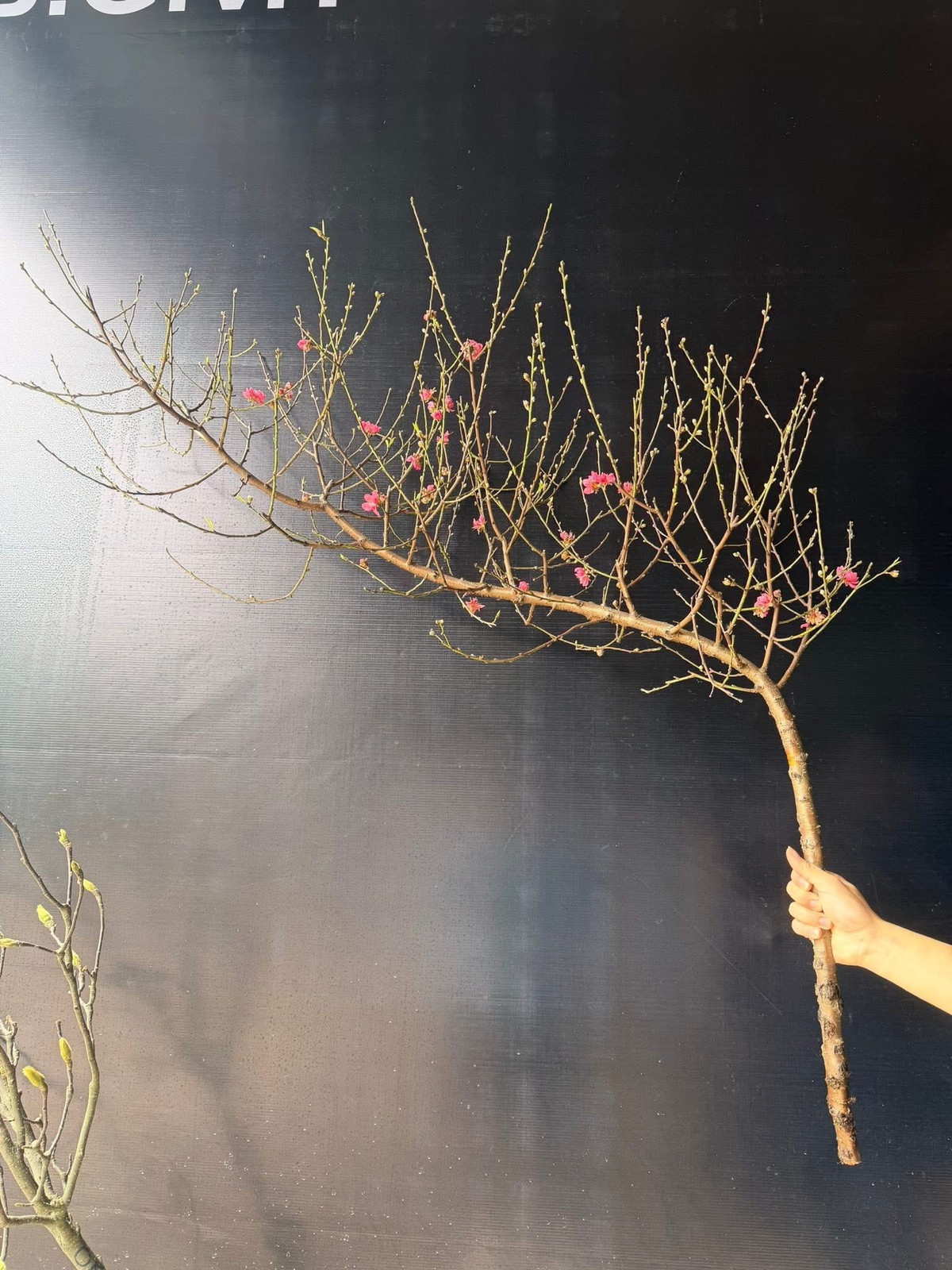 Đào huyền mini dáng cong cong tự nhiên, cành mảnh, nụ chi chít. Ảnh: FB Nga Phuong