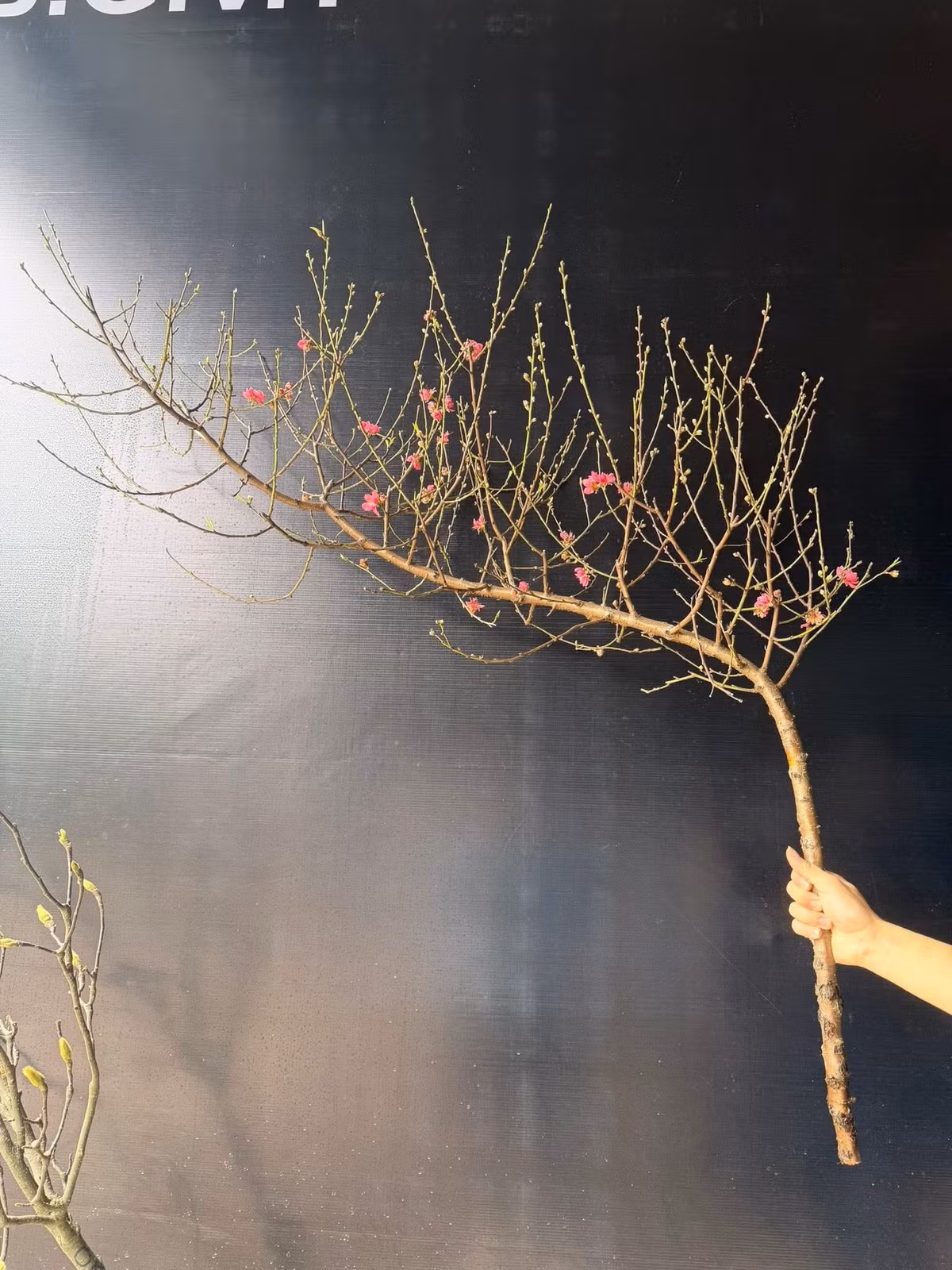 Đào huyền mini dáng cong cong tự nhiên, cành mảnh, nụ chi chít. Ảnh: FB Nga Phuong