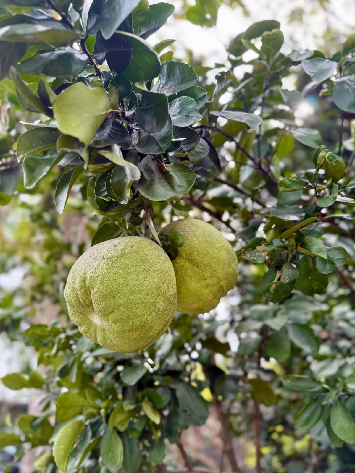 Bưởi cho trái to. Ảnh: FB My Tam