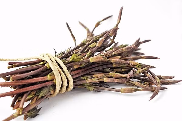 Việc thu hoạch chồi hoa bia tốn nhiều công sức, vì phải hái bằng tay. Chồi hoa bia thường được dùng trong salad, súp hoặc làm nguyên liệu trang trí. Ảnh: Shutterstock