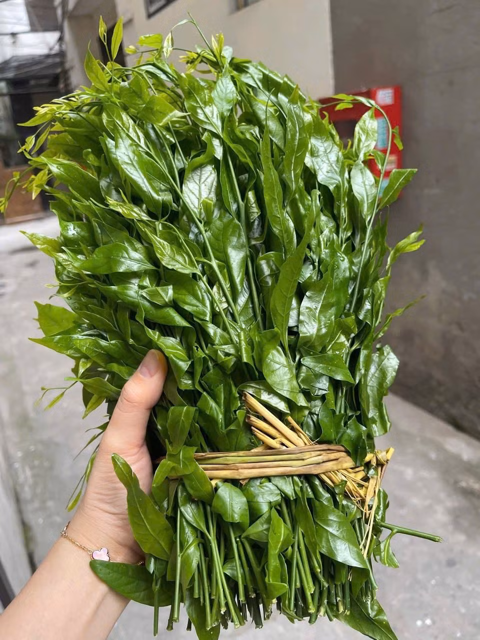 Chị Thảo (một người bán rau ngót rừng ở phường Phú Lương (Hà Nội) cho biết, nguồn hàng không có nhiều. Mỗi chuyến chị Thảo gom từ Tuyên Quang xuống chỉ được vài kg, đủ bán cho những khách hàng thân thiết. Ảnh: Facebook