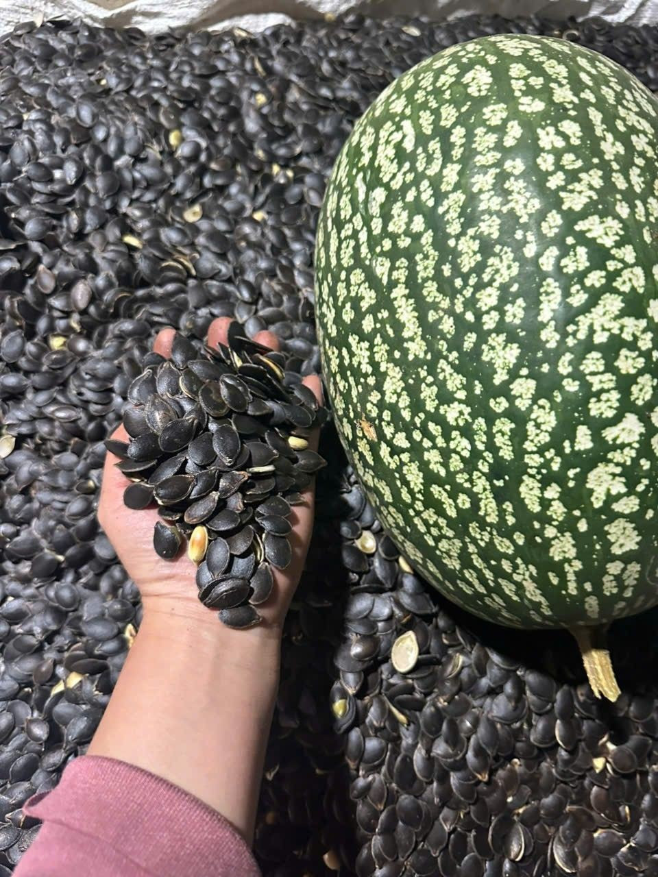 Ruột hạt bí bùi béo, thơm ngậy và được đánh giá cao về mặt dinh dưỡng. Ảnh: Facebook