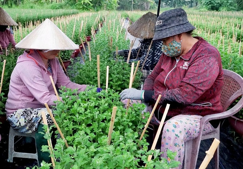 Từ sáng sớm, các nhà vườn tất bật kiểm tra độ ẩm, tỉa lá, phòng trừ sâu bệnh, điều chỉnh tưới nước và bón phân để hoa phát triển đồng đều. Ảnh: Plo