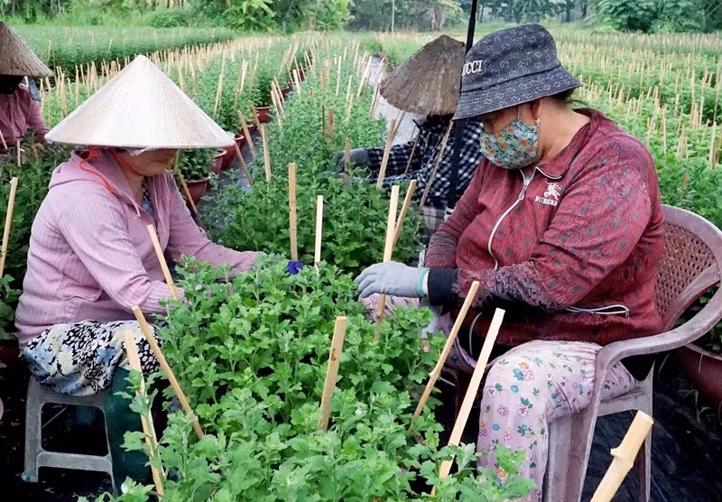 Từ sáng sớm, các nhà vườn tất bật kiểm tra độ ẩm, tỉa lá, phòng trừ sâu bệnh, điều chỉnh tưới nước và bón phân để hoa phát triển đồng đều. Ảnh: Plo