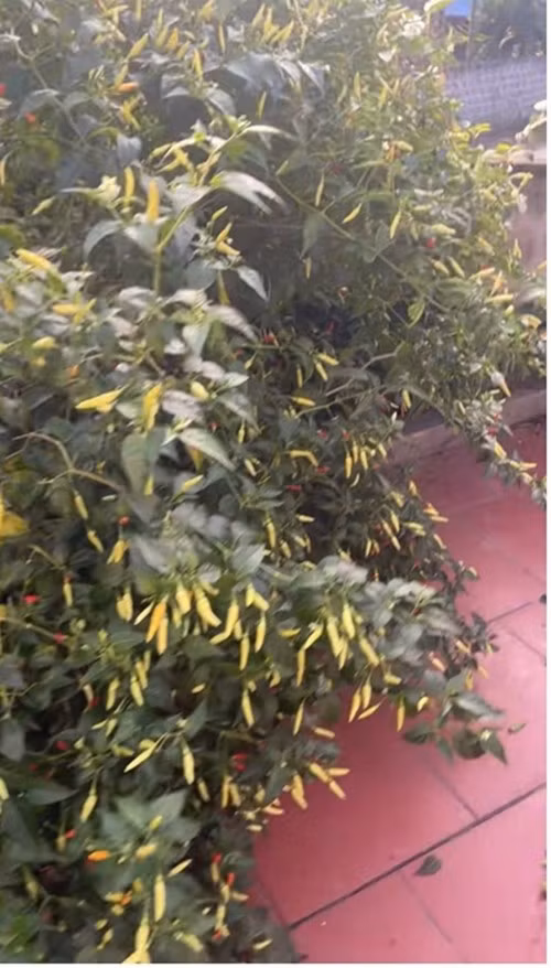 Có người hoài nghi đây là sản phẩm của AI. Tuy nhiên, theo tiết lộ của người quay video, lùm cây ớt này ở Thái Nguyên, được gọi là ớt chỉ thiên. Ảnh chụp màn hình @linhnhi1518