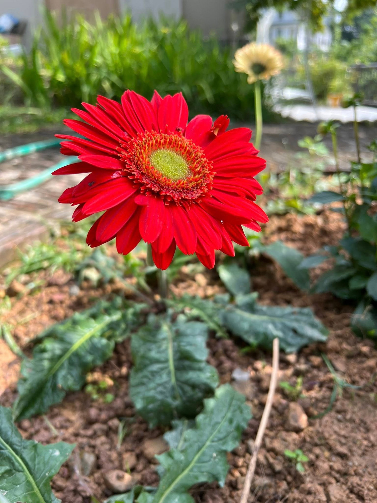 BTV Diễm Quỳnh trồng nhiều loại hoa khác nhau như trà tứ quý, tía tô hồng, thược dược...Ảnh: FB Dang Diem Quynh