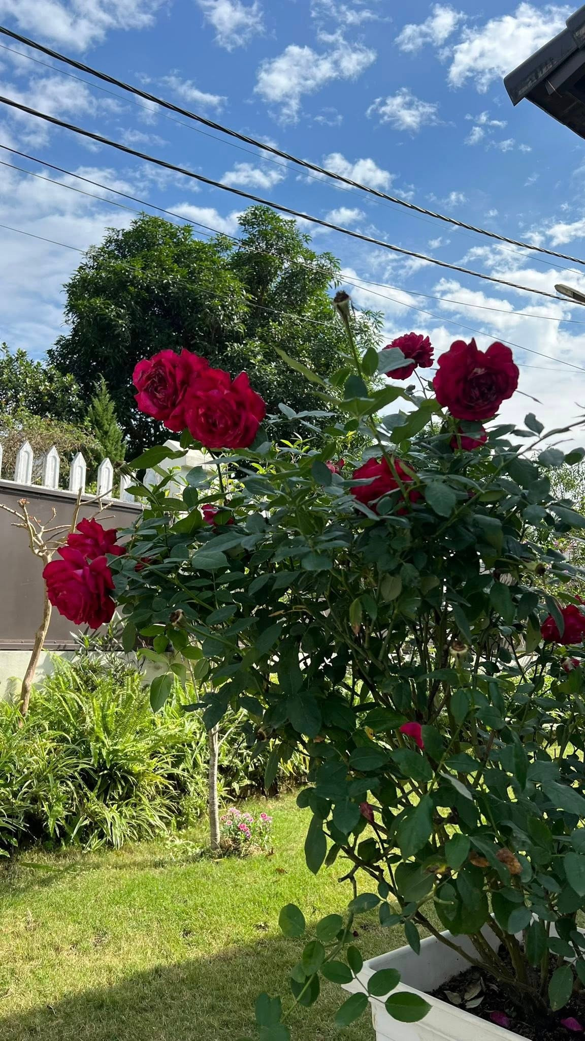 Các khóm hồng đều phát triển tốt, nở rộ hoa và tỏa hương thơm ngát. Ảnh: FB Dang Diem Quynh