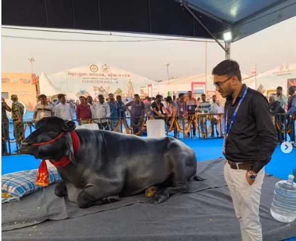 Để duy trì vóc dáng ấn tượng, Bhim tập thể dục ngoài trời mỗi ngày và bơi trong hồ bơi hai lần một ngày. Ảnh: Instagram