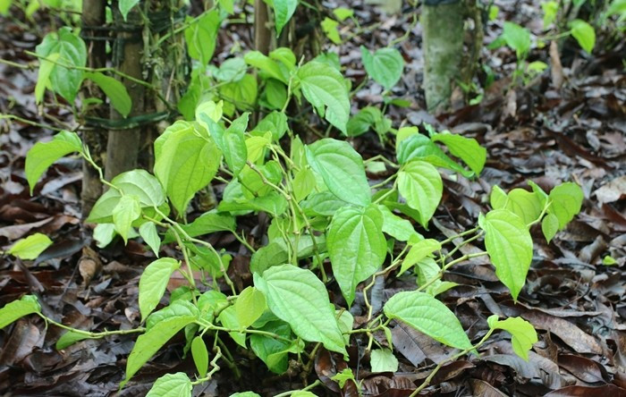 Những lá nhỏ hoặc xấu hơn bán cho người ăn trầu hoặc các cơ sở chiết xuất tinh dầu. Ảnh: Người đưa tin