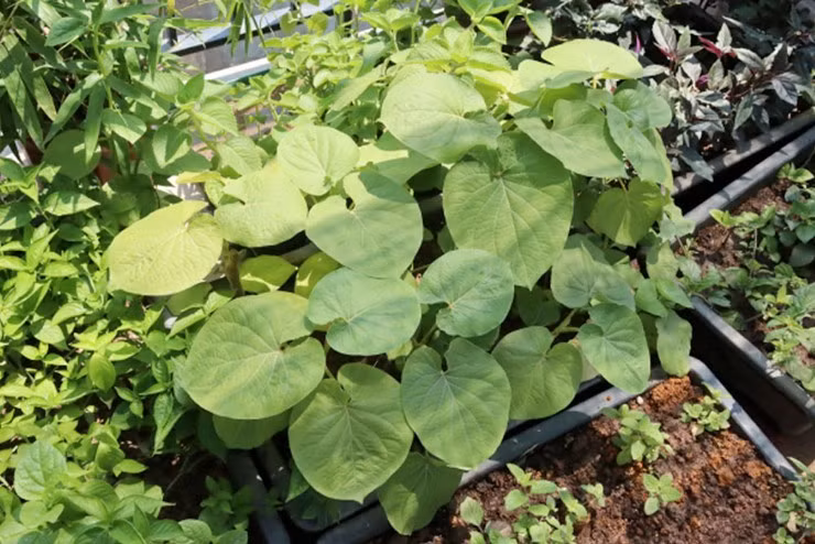 Vài năm gần đây, lá dổi đất xuất hiện trong các nhà hàng lớn, đặc biệt là ở các quán nướng mang phong cách Tây Bắc. Ảnh: Facebook