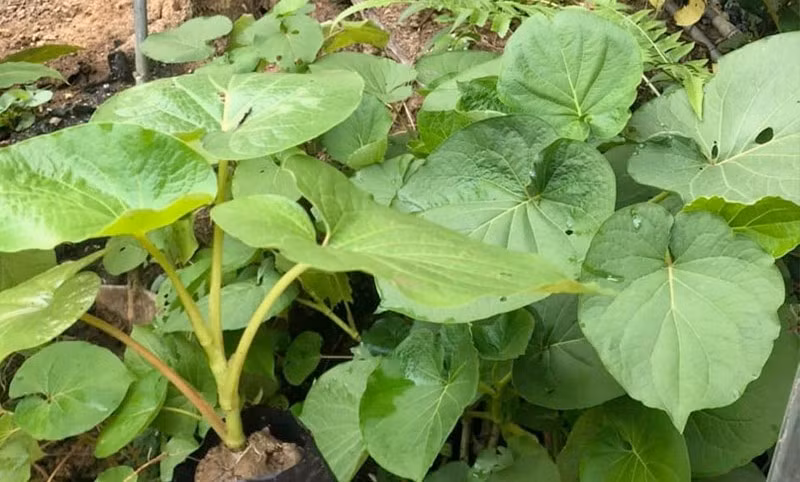 Khác với cây dổi lấy hạt, loại cây này gọi là dổi ăn lá, thân gỗ mềm, cao từ 1–3m, có mùi thơm dịu nhẹ tựa như hạt dổi. Ảnh: Khu vườn xanh