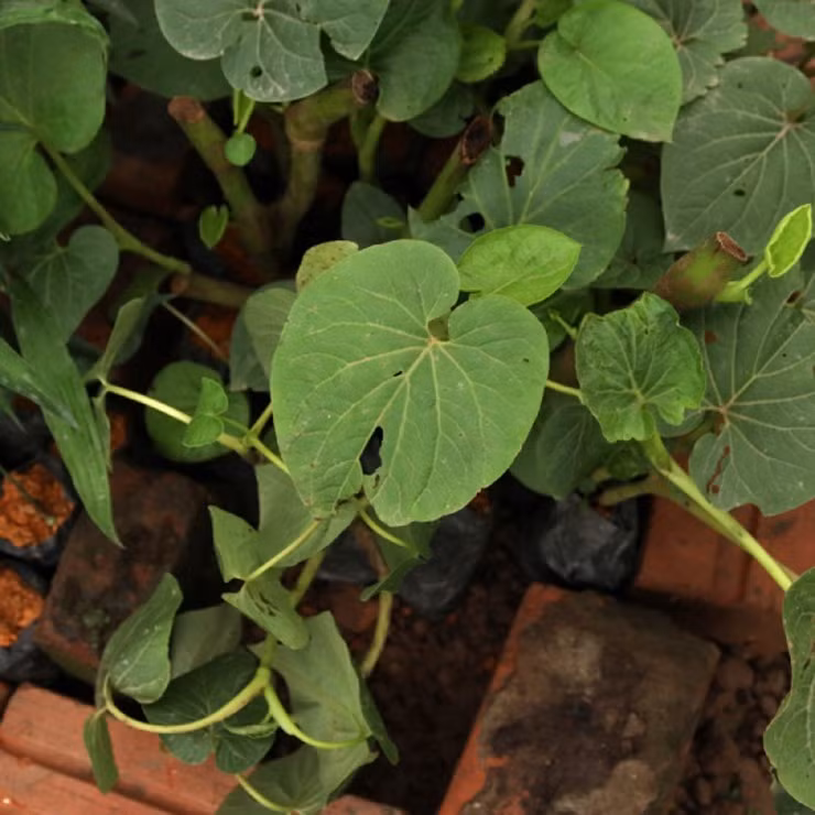 Lá dổi đất dễ trồng, khoảng 2 tháng có thể hái lá. Sau khi hái, cây tiếp tục ra lá mới. Ảnh: Facebook