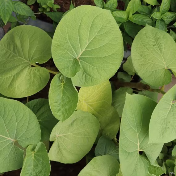 Bên cạnh những loại lá quen thuộc thường dùng để tẩm ướp món nướng như lá mắc mật, lá giang, vùng núi Tây Bắc còn có lá dổi đất. Ảnh: Internet