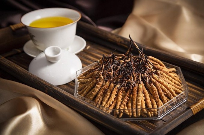 Vì vậy, loại sâu cỏ xuất xứ từ vùng Tây Tạng được giới nhà giàu săn mua, dù giá đắt hơn vàng ròng. Ảnh: Internet