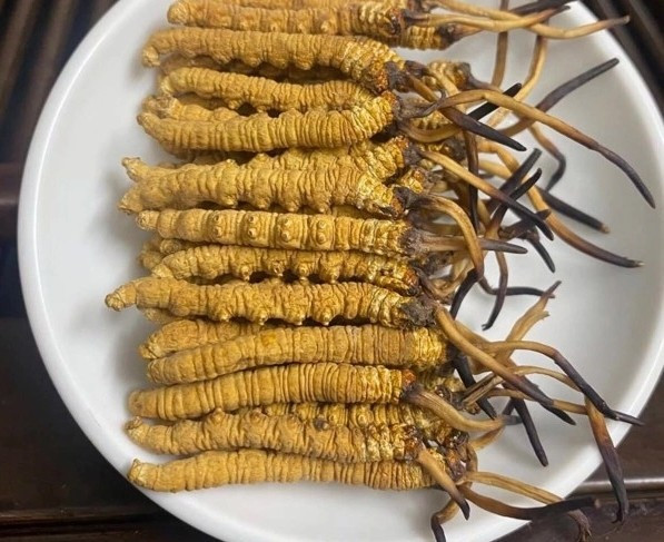 So với đông trùng hạ thảo trong tự nhiên, loại tự nuôi trồng giá rẻ hơn nhiều. Ảnh: Yeha