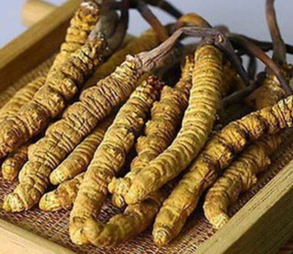 Lý do là khu vực Tây Tạng cao khoảng 4.500-6.000m so với mực nước biển, nhiệt độ trung bình trong năm từ 0-3 độ C, môi trường tự nhiên không bị ô nhiễm, là điều kiện lý tưởng để đông trùng hạ thảo cho chất lượng tối ưu. Ảnh: Viendanhuong