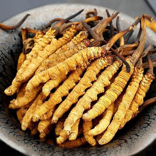 Trong số các loại đông trùng hạ thảo trên thị trường, đông trùng hạ thảo Tây Tạng (hay còn gọi sâu cỏ) được coi là “tiên dược” tự nhiên, có chất lượng tốt nhất. Ảnh: Internet
