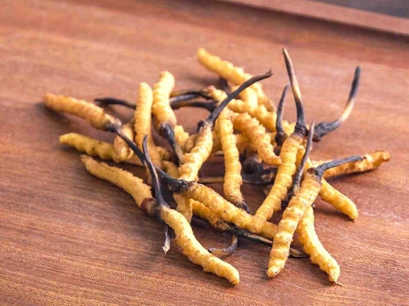 Đông trùng hạ thảo là sự hợp sinh giữa nấm và sâu rất đặc biệt. Mùa đông, trông bề ngoài chúng giống như những con côn trùng (động vật). Ảnh: Internet