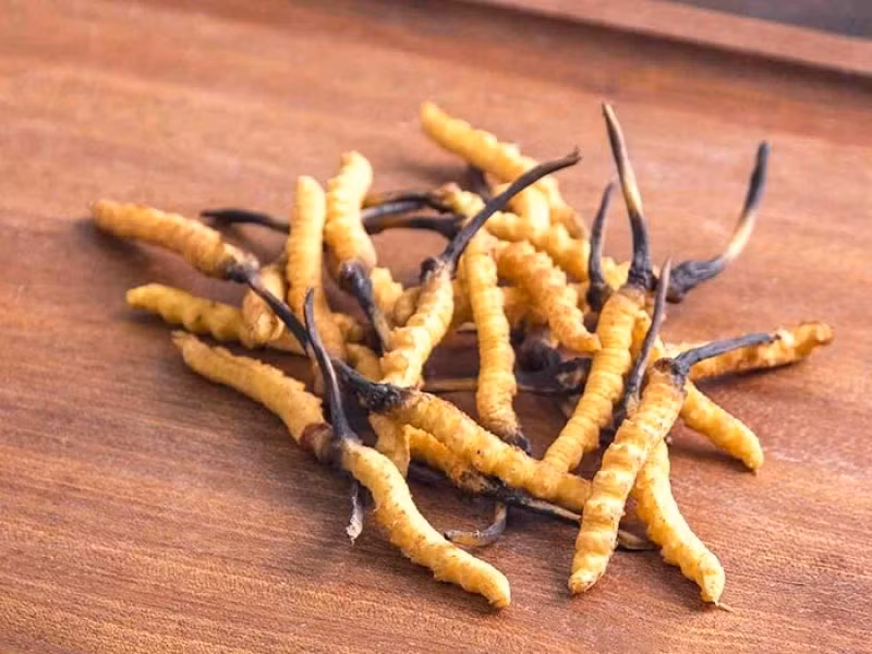 Đông trùng hạ thảo là sự hợp sinh giữa nấm và sâu rất đặc biệt. Mùa đông, trông bề ngoài chúng giống như những con côn trùng (động vật). Ảnh: Internet