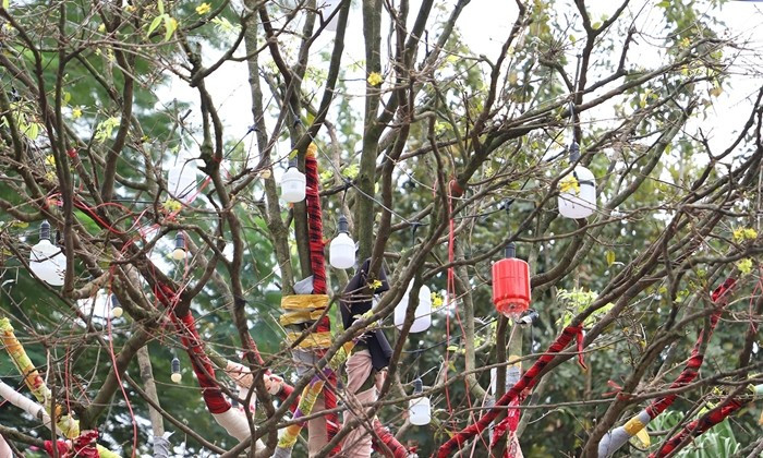 Các thân cây lớn được quấn vải để giữ độ ẩm. Ảnh: Vietnamnet