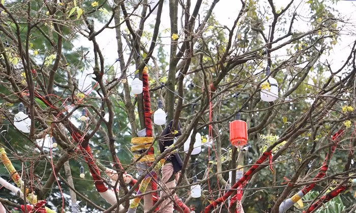 Các thân cây lớn được quấn vải để giữ độ ẩm. Ảnh: Vietnamnet