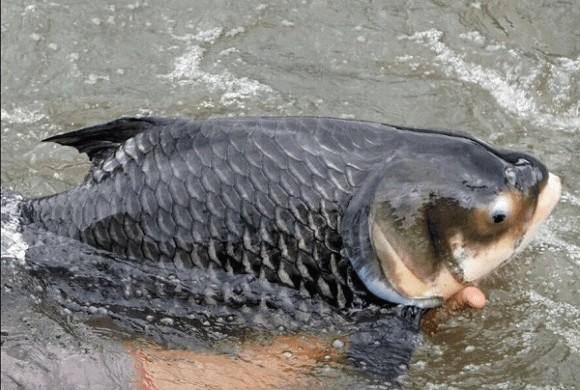 Thịt cá hô giàu dinh dưỡng, dày, ngọt, ít xương dăm nên được các nhà hàng và người sành ăn ưa chuộng. Ảnh: Internet